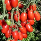 Tomato San Marzano Seeds - Great For Your Home Garden - 50 Seeds Vegetable Fruit