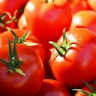 Tomato Saint Pierre Seeds - Great For Your Home Garden - 50 Seeds Vegetable Fruit