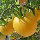 Tomato Peach Tomato Seeds - Great For Your Home Garden - 50 Seeds Vegetable Fruit