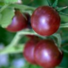Tomato Black Cherry Seeds - Great For Your Home Garden - 50 Seeds Vegetable Fruit