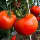Tomato Break O'Day Seeds - Great For Your Home Garden - 50 Seeds Vegetable Fruit