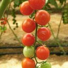 Tomato Cherry Fox Seeds - Great For Your Home Garden - 50 Seeds Vegetable Fruit