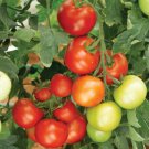 Tomato Money Maker Seeds - Great For Your Home Garden - 50 Seeds Vegetable Fruit