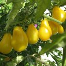 Tomato Cherry Yellow Pear Seeds - Great For Your Home Garden - 50 Seeds Vegetable Fruit