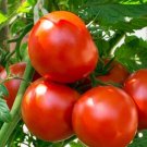 Tomato Walter Seeds - Great For Your Home Garden - 50 Seeds Vegetable Fruit