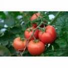 Tomato Burnley Sure Crop Seeds - Great For Your Home Garden - 50 Seeds Vegetable Fruit
