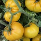 Tomato Umbruek Yellow Seeds - Great For Your Home Garden - 50 Seeds Vegetable Fruit