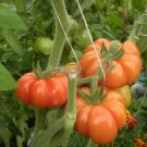 Tomato Costoluto Fiorentino Seeds - Great For Your Home Garden - 50 Seeds Vegetable Fruit