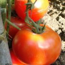 Tomato Grosse Lisse Seeds - Great For Your Home Garden - 50 Seeds Vegetable Fruit