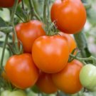Colonial Determinate Tomato Seeds - Great For Your Home Garden - 50 Seeds Vegetable Fruit