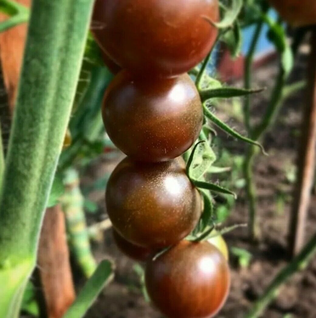 Swiss Kumato Cherry Tomato Seeds Great For Your Home Garden 50 Seeds Fruit