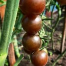 Swiss Kumato Cherry Tomato Seeds - Great For Your Home Garden - 50 Seeds Fruit