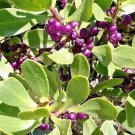 Native Juniper Berry Seeds - Great For Your Home Garden - 50 Seeds Fruit