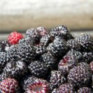 Wild Black Raspberry Seeds - Great For Your Home Garden - 10 Seeds Fruit