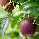 Passionfruit Purple Giant Seeds - Great For Your Home Garden - 10 Seeds Fruit