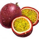 Panama Red Passionfruit Seeds - Great For Your Home Garden - 10 Seeds Fruit