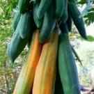 African Dwarf Red X1 Papaya Seeds - Great For Your Home Garden - 10 Seeds Fruit