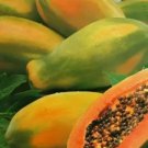 Fresh Thai Red Lady Papaya Seeds - Great For Your Home Garden - 30 Seeds Fruit