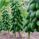 Thai Dwarf Papaya Fruit Seeds - Great For Your Home Garden - 30 Seeds Fruit