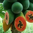 Papaya Red Dragon Fruit Seeds - Great For Your Home Garden - 30 Seeds Fruit