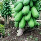 Thai Dwarf Bonsai Papaya Fruit Seeds - Great For Your Home Garden - 30 Seeds Fruit