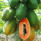 Dwarf Maradol Red Papaya Fruit Seeds - Great For Your Home Garden - 30 Seeds Fruit