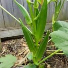 Bonsai Okra Fruit Seeds - Great For Your Home Garden - 50 Seeds Fruit