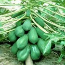 Papaya Red Lady Seeds - Great For Your Home Garden - 25 Seeds Fruit