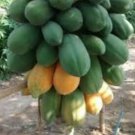 Tropical Dwarf Red Papaya Seeds - Great For Your Home Garden - 30 Seeds Fruit