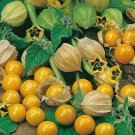 Cape Gooseberry Seeds - Great For Your Home Garden - 50 Seeds Fruit