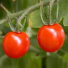 Tomato Tomme Toe Seeds - Great For Your Home Garden - 15 Seeds Fruit