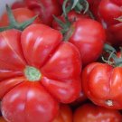Tomato Santorini Seeds - Great For Your Home Garden - 15 Seeds Fruit