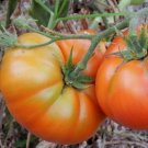 Tomato College Challenger Seeds - Great For Your Home Garden - 15 Seeds Fruit