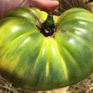 Tomato Evergreen Seeds - Great For Your Home Garden - 15 Seeds Fruit