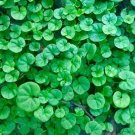 DICHONDRA SEEDS Lawn Substitute Ground Cover - Garden Plant Seeds - 2 gms