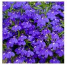 LOBELIA Emperor William - Ground cover, Striking coloured FLOWERS - 50 Seeds