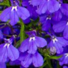 Lobelia Emperor William - Ground cover, Striking colour - 100 Seeds