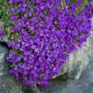AUBRETIA Hybrida BLUE - ROCK cottage GROUND WALL COVER - 125 Seeds