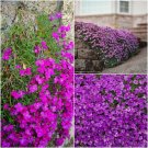 AUBRETIA Hybrida PINK - ROCK cottage GROUND WALL COVER - 125 Seeds