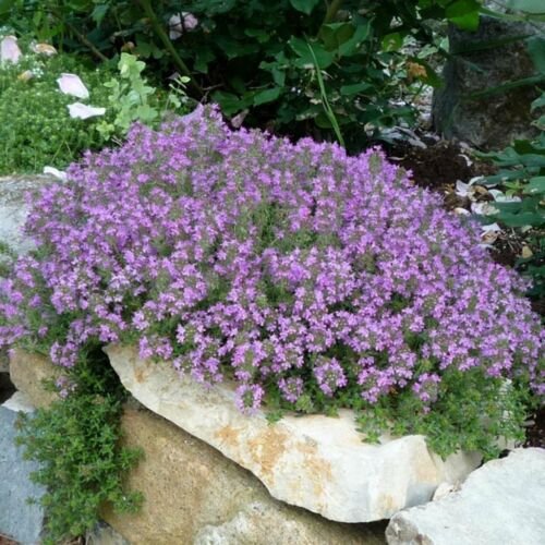 THYME CREEPING CULINARY HERB - PERENNIAL GROUND COVER  - 50 Seeds