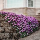 AUBRETIA Hybrida PINK FLOWER GARDEN - cottage GROUND COVER  - 125 Seeds