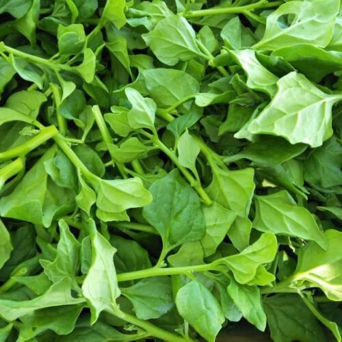 Warrigal Green Spinach vegetable garden - GROUND COVER native - 20 Seeds