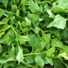Warrigal Green Spinach vegetable garden - GROUND COVER native - 20 Seeds