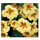 NASTURTIUM PEACH MELBA YELLOW VELVET - Ground Cover - 6 Seeds