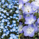 BABY BLUE EYE flower garden - NEMOPHILA rockery COTTAGE ground cover - 100 Seeds