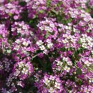ALYSSUM Magic Circles carpet ground cover - easy to grow flower garden - 250 Seeds