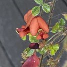 Kennedia microphylla - Ground Cover Native Plant - 50 Seeds