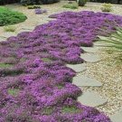 CREEPING THYME beautiful garden herb - perennial ground cover culinary - 300 Seeds