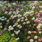 SEASIDE DAISY SUPERB GROUND COVER - FOR BORDER & ROCKERY LANDSCAPE - 50 Seeds