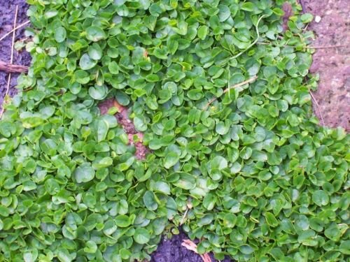 KIDNEY WEED Dichondra Repens - GROUND COVER - 1 gram (approx 300 seeds)